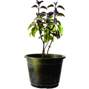 Shyama Tulsi